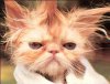 tortured_cat.jpg