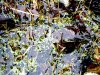 Bild 5 - Teich.JPG