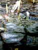 Bild 7 - Blubberblasen 2.JPG