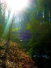 Bild 11 - Wald.JPG