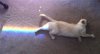 nyancat.jpg