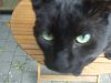 Bagheera.jpg