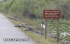 lolcaption-funny-fail-pics-move-to-side-of-road-crocodiles.jpg