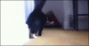 Cat SUP BRO.gif