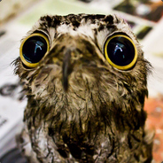 [SR] OwlWong